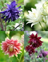 40 Pcs Barlow Mix Columbine Flower Seeds #MNHG - £11.59 GBP