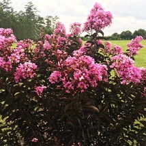 Black Diamond Lavender Lace Crepe Myrtle Tree Lagerstroemia Indica Lavender Lace - £14.72 GBP