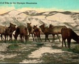 1910s Lowman &amp; Hanford Cartolina Un Herd Di Alce Nel Olympic Montagne No... - $18.39