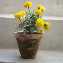 Bright Yellow Potted Marigold 50 PCS Seeds - $10.14