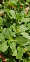 1000 Golden Purslane 0 5G Seeds Gangavallikura Paruppu Keerai - £2.98 GBP