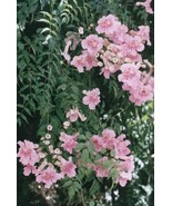 PSA Podranea Ricasoliana Pink Trumpet Vine 1 Plant Fast Growing - $628.95 MXN