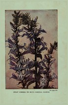 Vintage 1922 Print Blue Cardinal Ironweed 2 Side Flowers You Should Know - $17.75