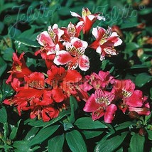 Alstroemeria Dandy Candy Peruvian Lily Flower 20 Seeds Fresh USA Fast Shipping - - $18.99