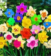 200 Pcs/Bag Rainbow Daffodil Bonsai Flowers Not Bulbs Perennial Indoor Double Da - £5.28 GBP