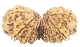 Rare Collector Size 17 Mukhi Gauri Shankar Rudraksha - 36.44 mm - IGL Certified - $2,128.50