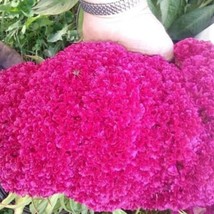 Hot Neon Purple Brain Head Celosia Seeds Gardening Fresh USA SHIPPING - $9.97