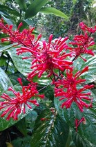 FIRE SPIKE RED*Odontonema strictum**Rooted Starter Plant**Attracts Hummingbirds - £18.08 GBP