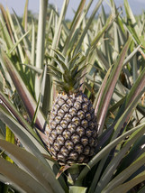 Live plant  - Pineapple Plant - &#39;Kona Sugarloaf&#39; - edible fruit Ananas comosus - £29.56 GBP