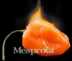 Pepper Seed Vegetables Habanero Orange Chilli Seed Plant Extremely Hot Plants Fr - $7.45