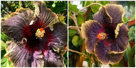 Black Rainbow** Tropical Hibiscus** Small Rooted Starter Plant**Ships Bare Root* - $64.99