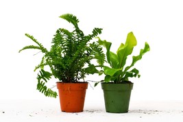 2 Fern Variety Pack - 4&quot; Pot - $22.92