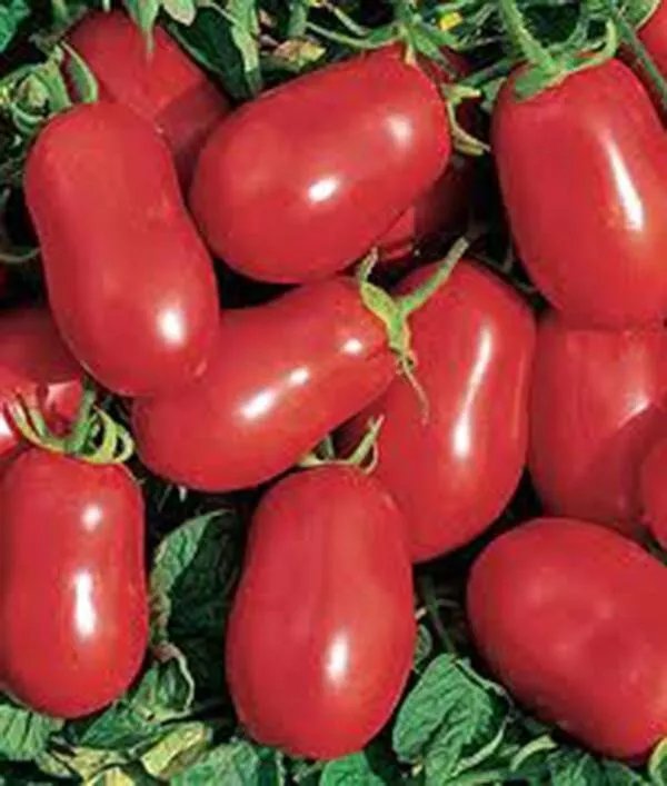 USA SELLER 50 Seeds Roma Italian Tomato Juicy Vegetable Garden Fast Shipping - £11.89 GBP