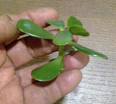 Grow your own Jade Plants-Money Tree- easy to grow unrooted Cuttings - $11.23 CAD+