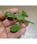 Grow your own Jade Plants-Money Tree- easy to grow unrooted Cuttings - $10.11 CAD+
