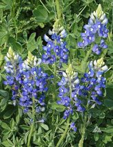 Lupin,upinus texensis,wildflower Sun/Partial Shade Heirloom Non-GMO - £7.11 GBP