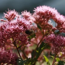 New Fresh Seeds Joe Pye Weed Seeds Organic Eutrochium Maculatum Seeds Pink Outdo - £6.54 GBP