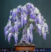 10 Chinese Blue Wisteria Sinensis Tree Seeds Fast Flower Vine Hardy Bons... - $21.90