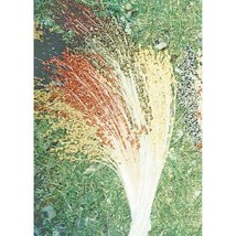 THJAR 50 Multicolor Broom Corn Seeds Non-GMO Heirloom - £3.94 GBP