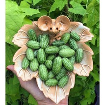 Grow In US Explore Exotic Flavors with 100pcs Cucamelon Seeds Mexican Mini Sour  - £12.02 GBP