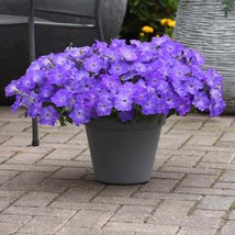 Easy Wave Spreading Petunia Lavender Sky Blue Flower Seeds 30 Seeds Fresh Garden - £15.84 GBP