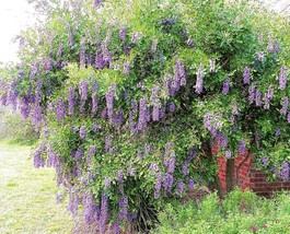 Texas-Mountain-Laurel, exotic Sophora secundiflora rare Mescal bean seed 15 seed - £7.85 GBP