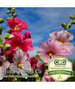 Hollyhock Flower Seeds Color Mix WhitePinkRedYellow  Fresh Garden Seeds - €11,23 EUR Hollyhock Flower Seeds Color Mix WhitePinkRedYellow  Fresh Garden Seeds - €11,23 EUR