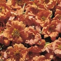 PORTULACA SEEDS SUNDIAL TANGERINE 50 MULTI PELLETED SEEDS - £17.96 GBP