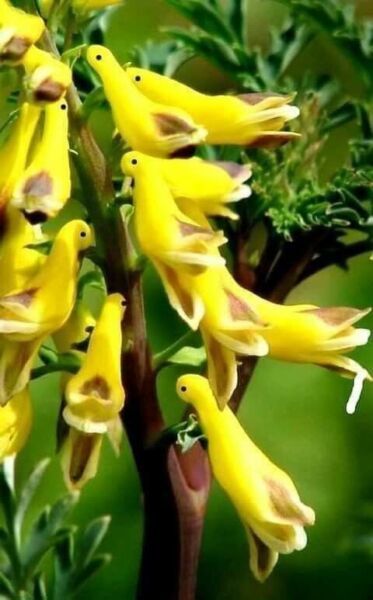 Best 25 Seeds Yellow Bird Orchid Flower Exotic Tropical Houseplant