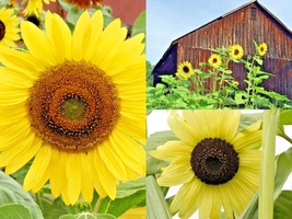 51+LEMON Queen Sunflower Native Wildflower Branching Summer Flower Seeds Garden - £10.23 GBP