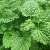 Lemon Catnip Seeds Heirloom  - £8.05 GBP