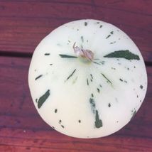 15 seeds Snow Leopard Melon From US - $10.00