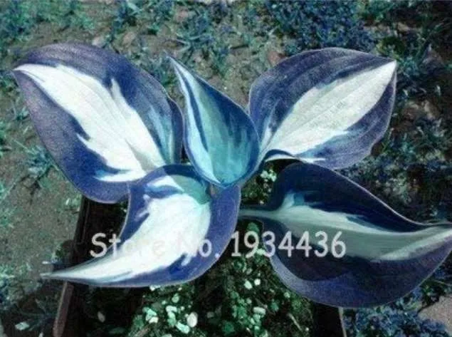 200 Seeds Beautiful Hosta Fragrant Plantain Lily Bonsai Perennial Flower From US - £7.62 GBP