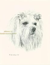 #44 MALTESE  portrait  *  dog art print * Pen and ink drawing * Jan Jellins - $12.50
