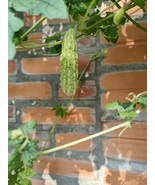 SRN White Skin Bitter Gourd Seeds Heirloom Asian Vegetable Garden - $15.38 CAD