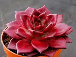 20 Seeds Echeveria Agavoides Romeo Rubin Succulent Plant Seeds - $17.25