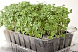 601 Lacinato Dinosaur Kale Seeds Easy Garden Patio Container Spring Fall  - £9.42 GBP