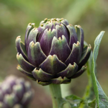 Heirloom Purple Headed Artichoke Organic Vegetables 4 PCS Seeds - $8.74