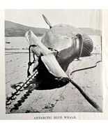 Harpooning Blue Whale Got Him 1926 Nautical Antique Print Whale Hunting ... - $14.01 CAD