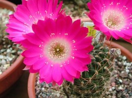 Garden Store 100 Seeds Store Lobivia Backebergii Echinopsis Exotic Flowering Cac - $28.68