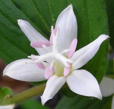 50+ Tricyrtis Japanese Toad Lily Flower Seeds / Shade Perennial / Deer Resistant - £6.04 GBP