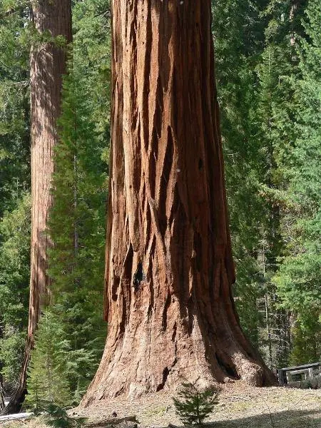 Sequoiadendron Giganteum Giant Sequoia Sierra Redwood 25 Seeds Fresh Garden - £20.14 GBP