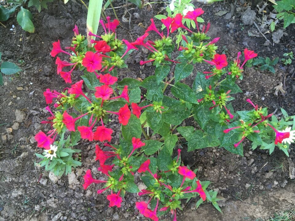HSeeds 25+ Red Four O Clock Seeds Annual/Perennial Organic / Marvel Of P... - $2.50