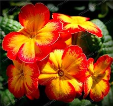 Europe Primula Acaulis Seed Primrose Seed Flower Seed Plants Color 3 Gardening U - $10.90