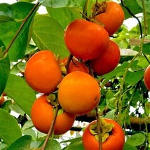 5 Japanese Persimmon Tree Seeds (Diospyros Kaki) Asia Hardy Fruit Plant Fresh Ga - £13.29 GBP