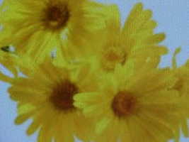 CHRYSANTHEMUM Flower Seeds Known As The Goddess. (Asteraceae Family) Stunning Br - £2.54 GBP