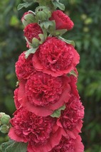 Grow In US 25 Double Rosey Red Hollyhock Seeds Perennial Giant Flower Garden Pla - £8.82 GBP