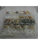 600 pc  sea Shells crafts jewerly Hebrew cone conch cowrie assorted simp... - $60.10