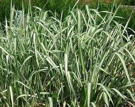 1000 Variegated Ribbon Grass Reed Canary Phalaris Arundinacea Pink Flowe... - $10.45