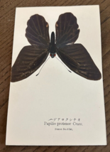 REAL Butterfly Papilio Protenor Cram Latin Nawa Entomology Japan 1910 Po... - $22.58